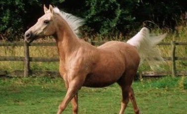 The Tales Behind our Horsehair Jewellery